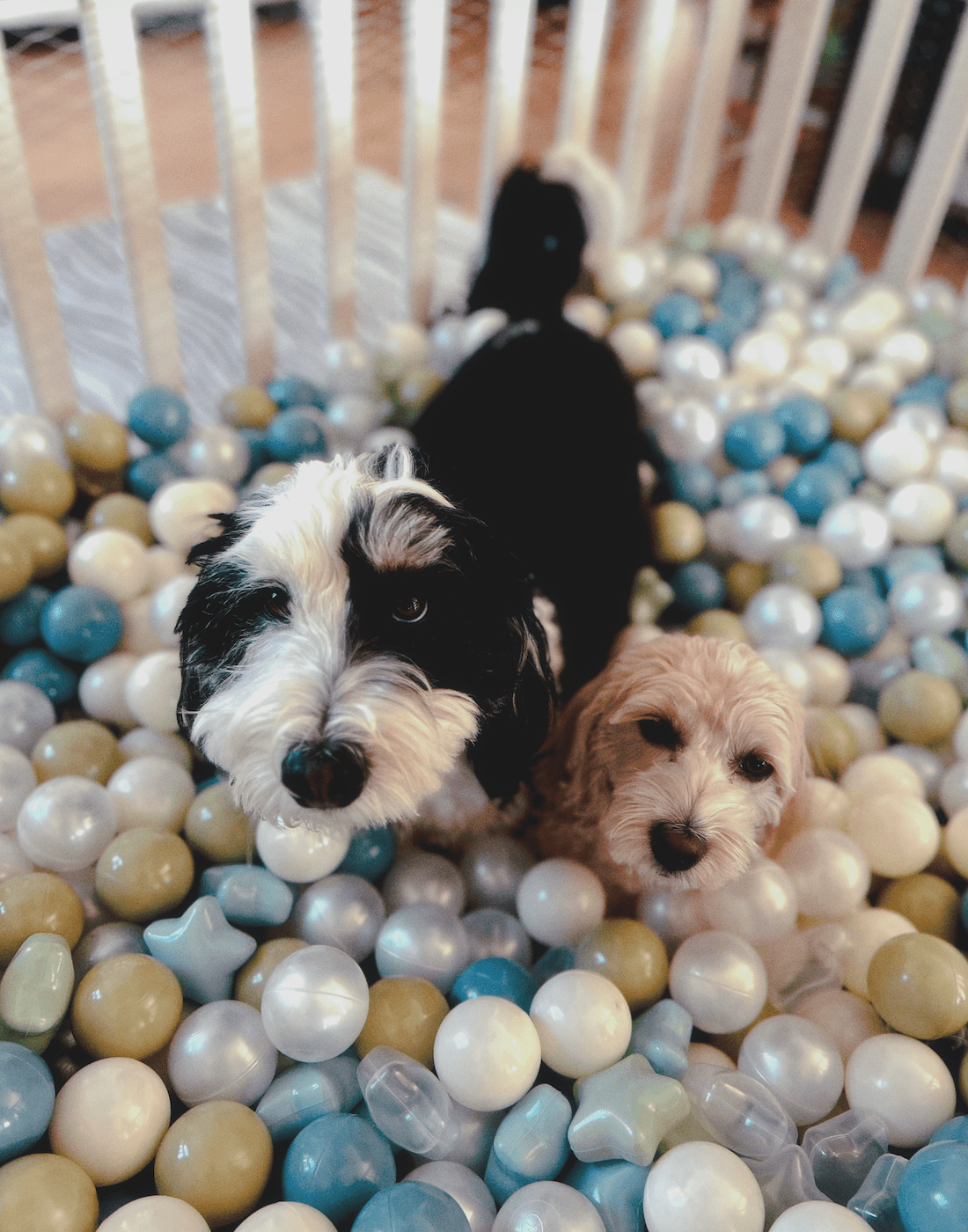 A playroom that keeps baby in — and pets out - Matty's Room